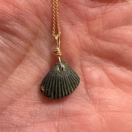 Shell Fossil Necklace GF Chain